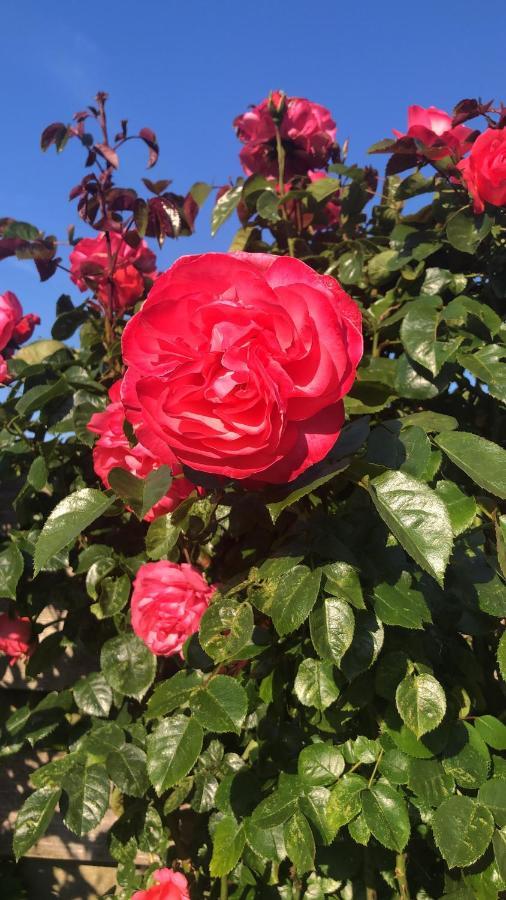 La Vie En Rose Zierikzee Bed & Breakfast Eksteriør bilde